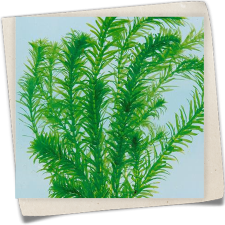 Dichtblättrige Wasserpest Dichtblättrige Wasserpest