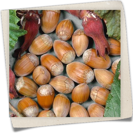 Haselnuss 'Webbs Preisnuss' Haselnuss 'Webbs Preisnuss'