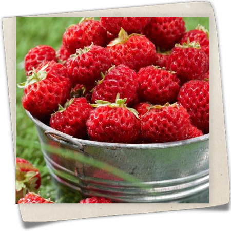 Erdbeere 'Framberry'® Erdbeere 'Framberry'®