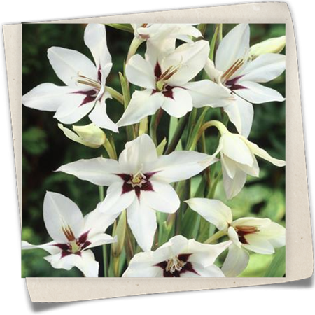 Stern-Gladiole Stern-Gladiole