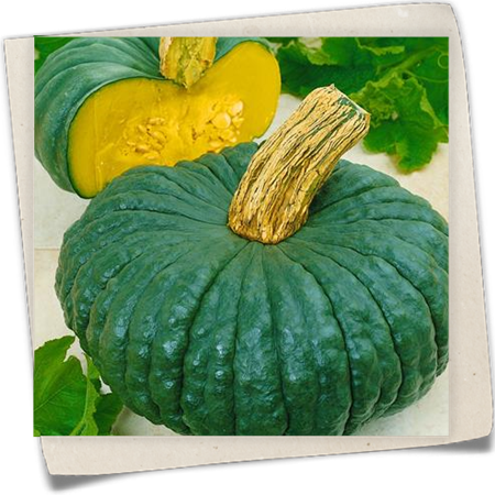 Moschus-Kürbis 'Muscat de Provence' Moschus-Kürbis 'Muscat de Provence'