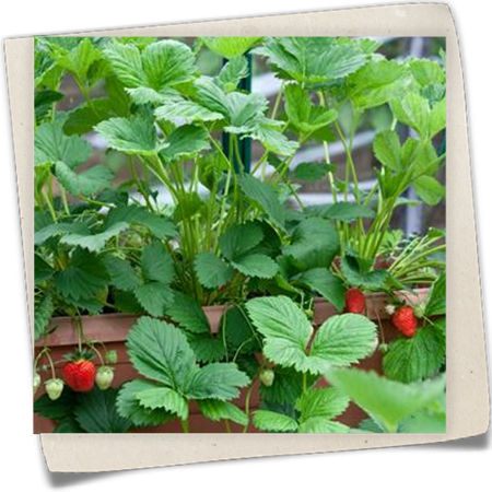 Garten-Erdbeere Garten-Erdbeere