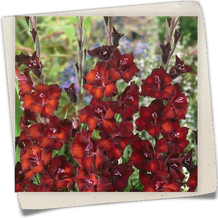 Gladiole 'Azzurro' Gladiole 'Azzurro'