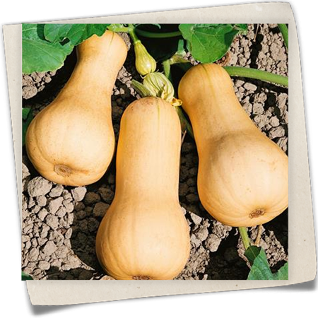 Butternuss-Kürbis 'Pilgrim' Butternuss-Kürbis 'Pilgrim'