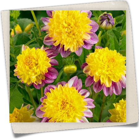 Anemonenblütige Dahlie Anemonenblütige Dahlie