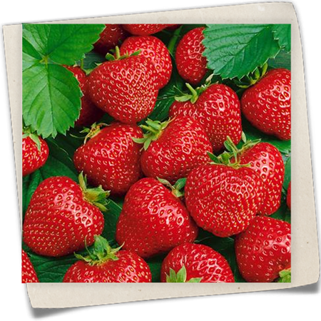 Erdbeere 'Honeoye' Erdbeere 'Honeoye'