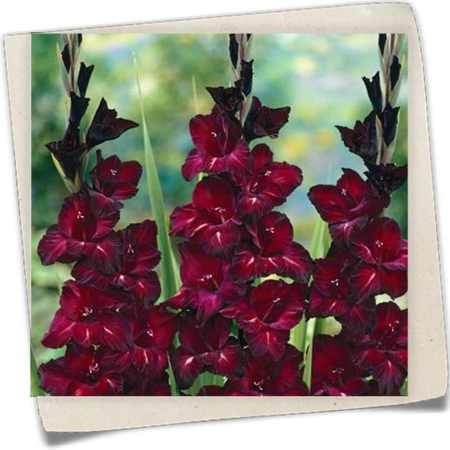 Gladiole 'Black Velvet' Gladiole 'Black Velvet'