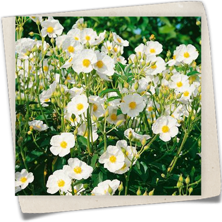 Lorbeerblättrige Zistrose Lorbeerblättrige Zistrose