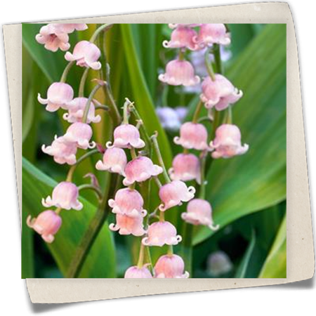 Garten-Maiglöckchen 'Rosea' Garten-Maiglöckchen 'Rosea'