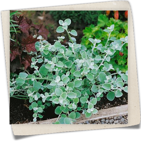 Strohblume 'Silver Dwarf' Strohblume 'Silver Dwarf'