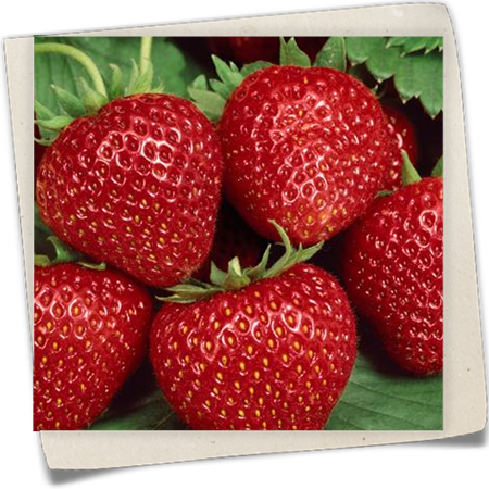 Erdbeere 'Malwina' Erdbeere 'Malwina'