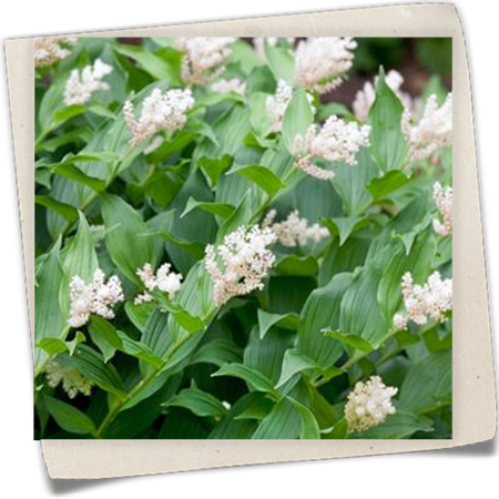 Duftsiegel Duftsiegel