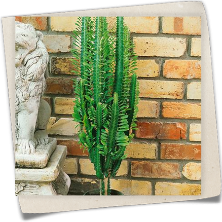 Dreikantige Wolfsmilch Dreikantige Wolfsmilch