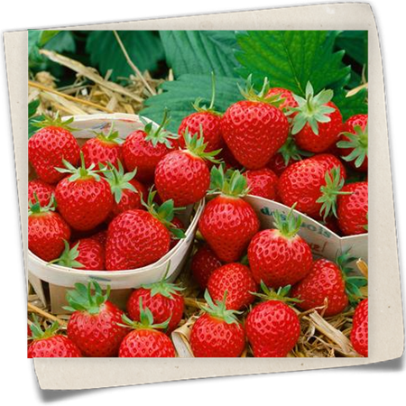 Erdbeere 'Mara de Bois' Erdbeere 'Mara de Bois'