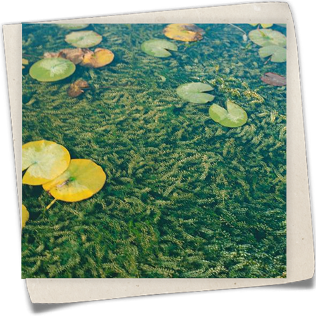 Wasserpest Wasserpest