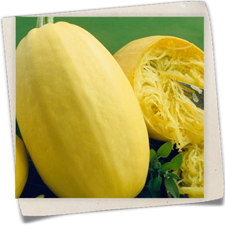 Spaghettikürbis Spaghettikürbis