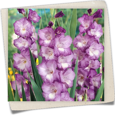 Gladiole 'Macarena' Gladiole 'Macarena'