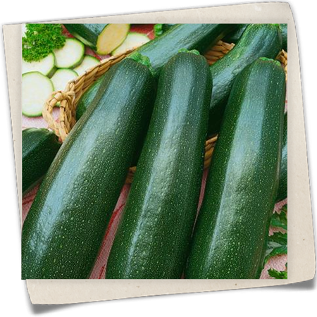 Zucchini 'Ambassador F1' Zucchini 'Ambassador F1'