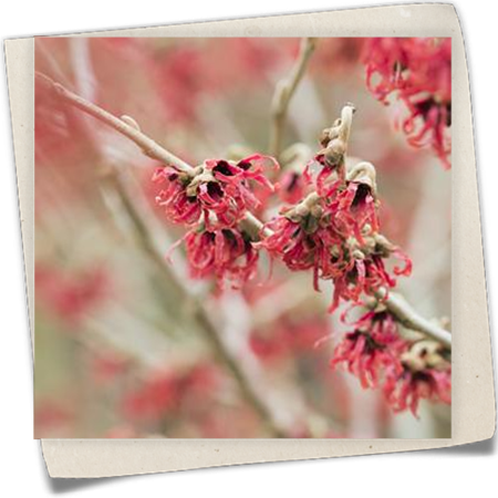 Chinesische Zaubernuss Chinesische Zaubernuss