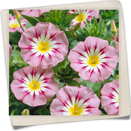 Dreifarbige Winde Dreifarbige Winde