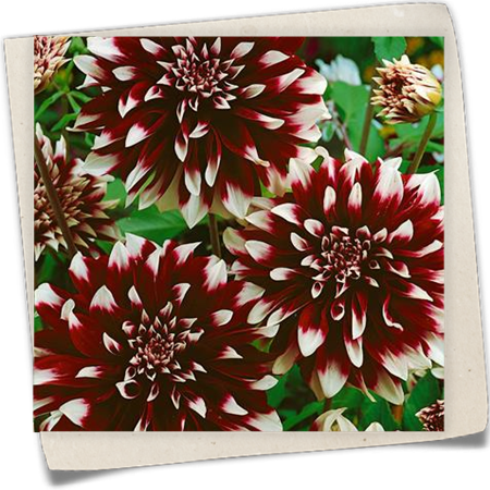 Dahlie 'Dinner Plate Contraste' Dahlie 'Dinner Plate Contraste'