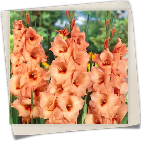 Gladiole 'Peter Pears' Gladiole 'Peter Pears'