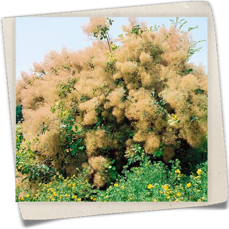 Perückenstrauch Perückenstrauch