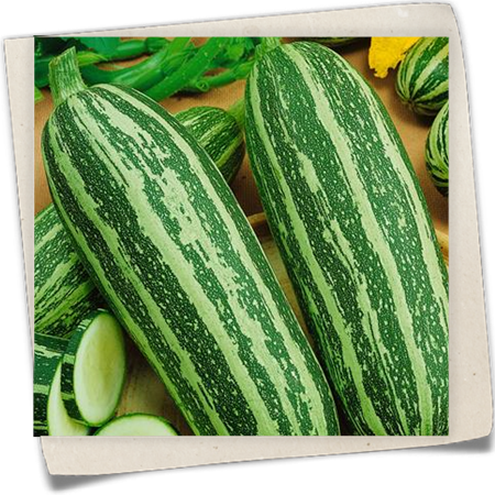 Zucchini 'Coucourzelle' Zucchini 'Coucourzelle'
