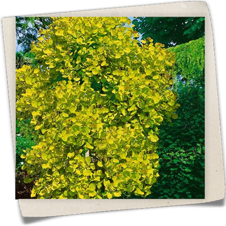 Perückenstrauch 'Golden Spirit'® Perückenstrauch 'Golden Spirit'®