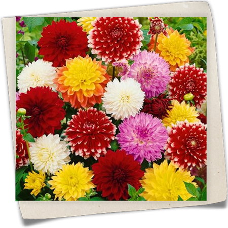 Dekasplit-Dahlie 'Fubuki' Dekasplit-Dahlie 'Fubuki'