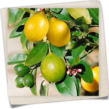 Zitrone 'Meyer' Zitrone 'Meyer'