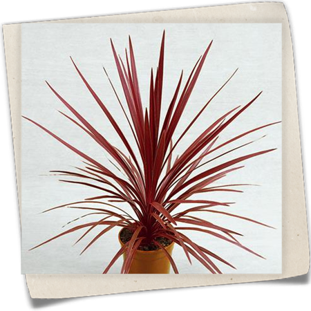 Keulenlilie Keulenlilie