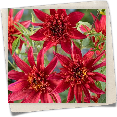 Anemonenblütige Dahlie 'Jive' Anemonenblütige Dahlie 'Jive'