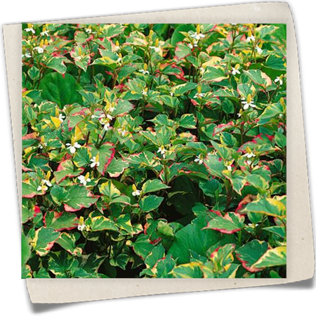 Buntblättriger Garten-Eidechsenschwanz Buntblättriger Garten-Eidechsenschwanz