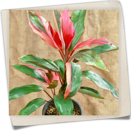 Keulenlilie Keulenlilie