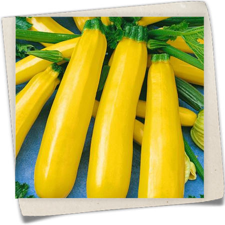 Zucchini 'Gold Rush F1' Zucchini 'Gold Rush F1'