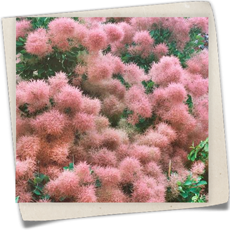 Perückenstrauch 'Foliis Purpureus' Perückenstrauch 'Foliis Purpureus'