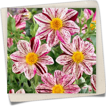 Mignon-Dahlie Mignon-Dahlie