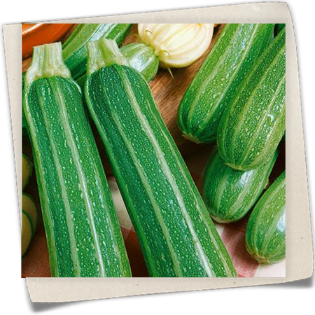 Zucchini 'Green Tiger' Zucchini 'Green Tiger'