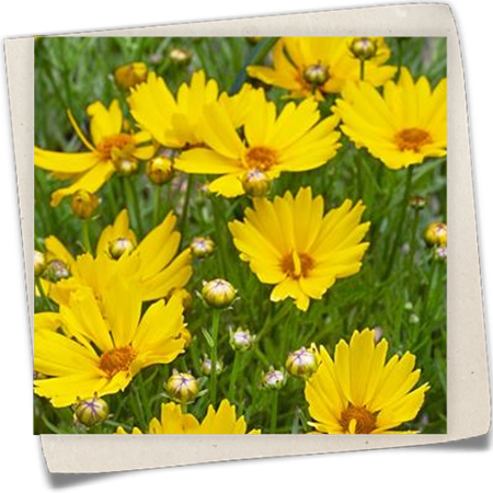 Mädchenauge 'Citrine' Mädchenauge 'Citrine'