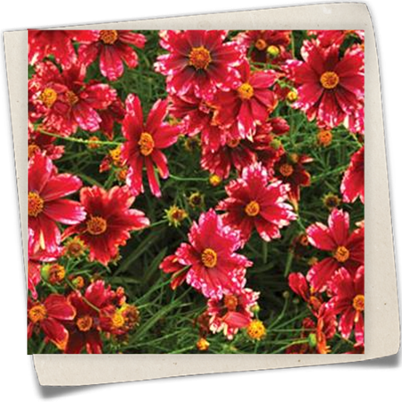 Garten-Mädchenauge 'Desert Coral' Garten-Mädchenauge 'Desert Coral'