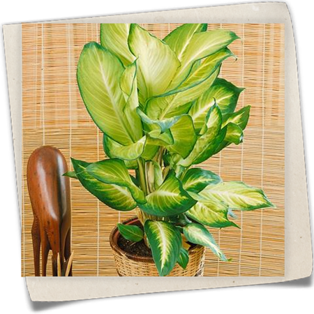 Dieffenbachie 'Camilla' Dieffenbachie 'Camilla'