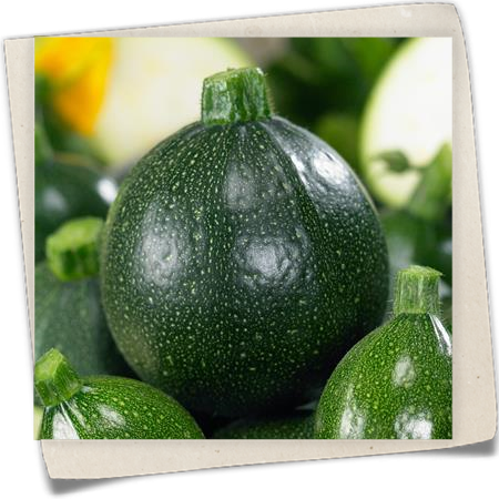 Zucchini 'Satelite' Zucchini 'Satelite'