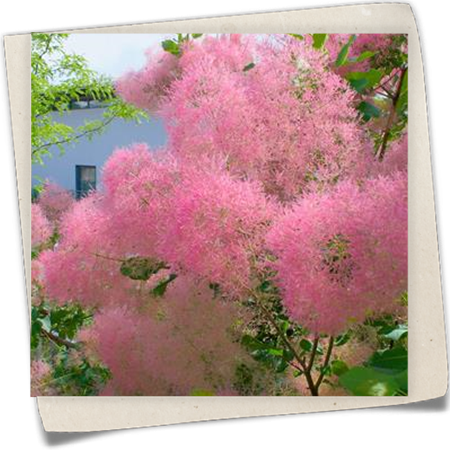 Perückenstrauch 'Smokey Joe'® Perückenstrauch 'Smokey Joe'®