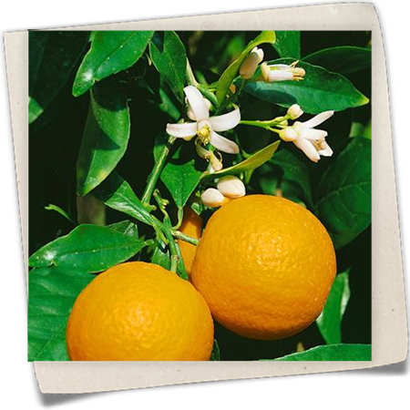 Blutorange 'Sanguinello' Blutorange 'Sanguinello'