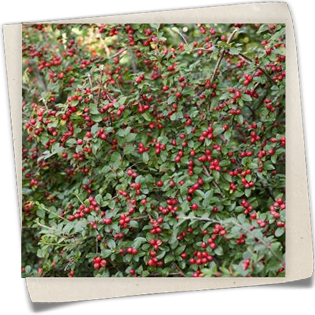 Teppichmispel Teppichmispel