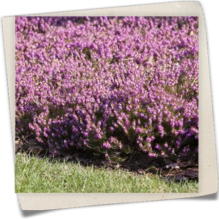 Schneeheide 'Rosalie' Schneeheide 'Rosalie'