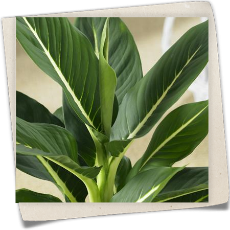 Dieffenbachie Dieffenbachie