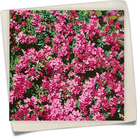 Rosmarinseidelbast Rosmarinseidelbast