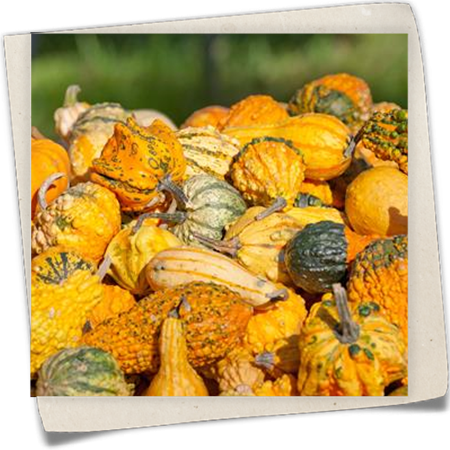 Zierkürbis 'Gremlin Mix' Zierkürbis 'Gremlin Mix'